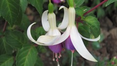 Flowers nature multicolor fuchsia
