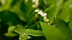 Flowers nature multicolor lily of the valley