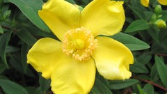 Flowers nature multicolor yellow flowers