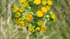 Flowers nature multicolor yellow flowers