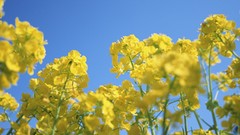 Flowers nature mustard yellow flowers