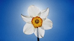 Flowers nature Narcissus