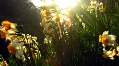 Flowers nature Narcissus daffodils