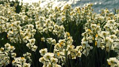 Flowers nature Narcissus daffodils