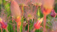 Flowers nature national geographic