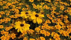 Flowers nature orange