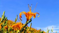 Flowers nature orange flowers