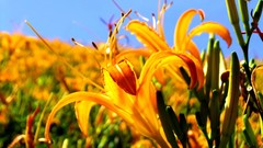 Flowers nature orange flowers
