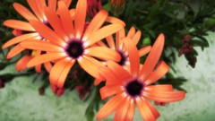 Flowers nature orange Plants