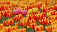 Flowers nature orange spring tulips national geographic