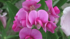 Flowers nature Orchids