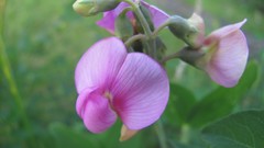 Flowers nature Orchids