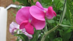 Flowers nature Orchids