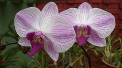 Flowers nature Orchids