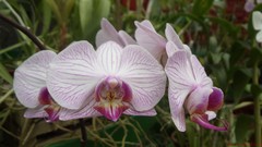 Flowers nature Orchids