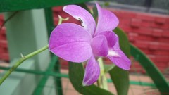 Flowers nature Orchids