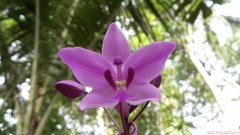 Flowers nature Orchids