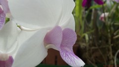 Flowers nature Orchids