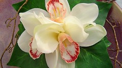 Flowers nature Orchids flower petals