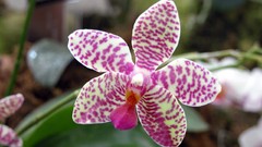 Flowers nature Orchids Spotted