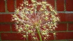 Flowers nature outdoors multicolor skies