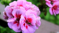 Flowers nature pansies