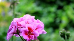 Flowers nature pansies