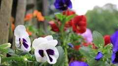 Flowers nature pansies