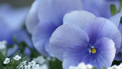 Flowers nature pansies blue flowers