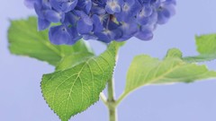 Flowers nature pansies hydrangea blue flowers