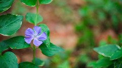 Flowers nature periwinkles