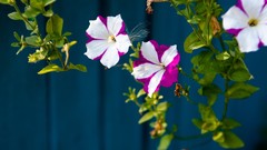 Flowers nature petunias