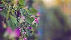 Flowers nature petunias depth of field