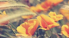 Flowers nature photo filters