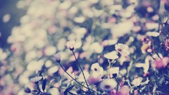 Flowers nature photo filters