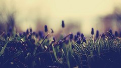 Flowers nature photo filters