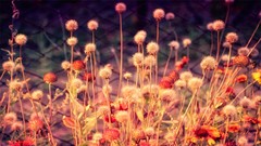 Flowers nature photo filters Thistles