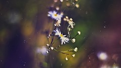 Flowers nature Photo manipulation