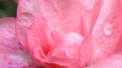 Flowers nature pink flowers