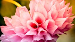 Flowers nature pink flowers