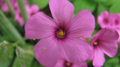 Flowers nature pink flowers