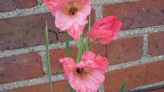 Flowers nature pink flowers