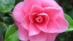 Flowers nature pink flowers