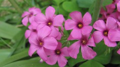 Flowers nature pink flowers