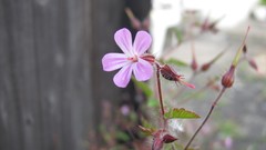 Flowers nature pink flowers