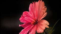 Flowers nature pink flowers