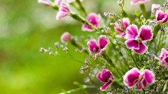 Flowers nature pink flowers