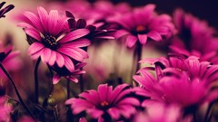 Flowers nature pink flowers