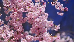 Flowers nature pink flowers