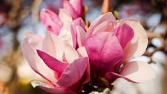 Flowers nature pink flowers